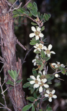 APII jpeg image of Leptospermum trinervium  © contact APII