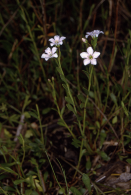 APII jpeg image of Samolus repens  © contact APII