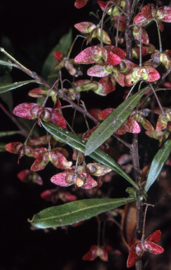 APII jpeg image of Dodonaea truncatiales  © contact APII