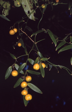 APII jpeg image of Eustrephus latifolius  © contact APII