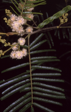 APII jpeg image of Acacia mearnsii  © contact APII