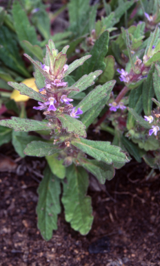 APII jpeg image of Ajuga australis  © contact APII
