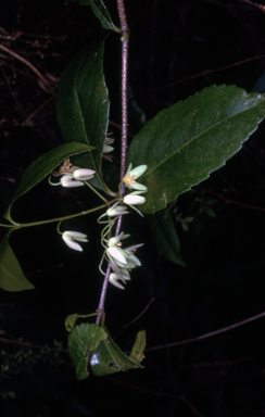 APII jpeg image of Aphanopetalum resinosum  © contact APII