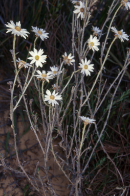 APII jpeg image of Argentipallium obtusifolium  © contact APII