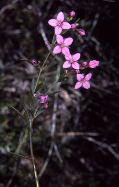 APII jpeg image of Boronia barkeriana subsp. angustifolia  © contact APII