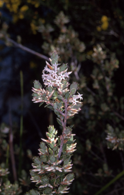 APII jpeg image of Brachyloma daphnoides  © contact APII