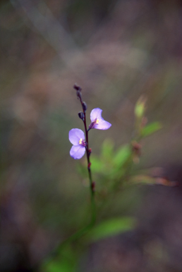 APII jpeg image of Comesperma sphaerocarpum  © contact APII