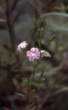 APII jpeg image of Coopernookia barbata  © contact APII