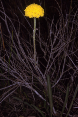 APII jpeg image of Craspedia canens  © contact APII