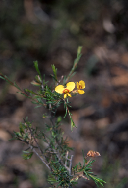 APII jpeg image of Dillwynia glaberrima  © contact APII