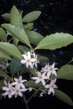 APII jpeg image of Doryphora sassafras  © contact APII