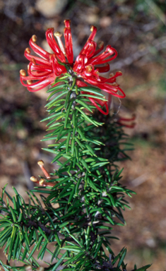 APII jpeg image of Grevillea juniperina subsp. sulphurea  © contact APII