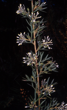 APII jpeg image of Grevillea 'White Wings'  © contact APII