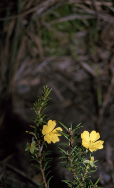 APII jpeg image of Hibbertia riparia  © contact APII