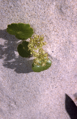 APII jpeg image of Hydrocotyle bonariensis  © contact APII