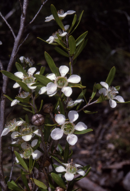 APII jpeg image of Leptospermum sejunctum  © contact APII