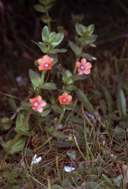 APII jpeg image of Lysimachia arvensis  © contact APII