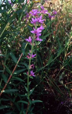 APII jpeg image of Lythrum salicaria  © contact APII