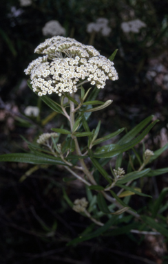 APII jpeg image of Ozothamnus argophyllus  © contact APII