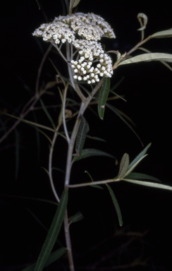 APII jpeg image of Ozothamnus argophyllus  © contact APII