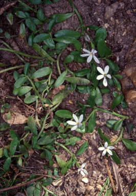 APII jpeg image of Lobelia surrepens  © contact APII