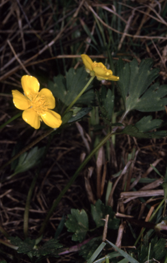 APII jpeg image of Ranunculus repens  © contact APII