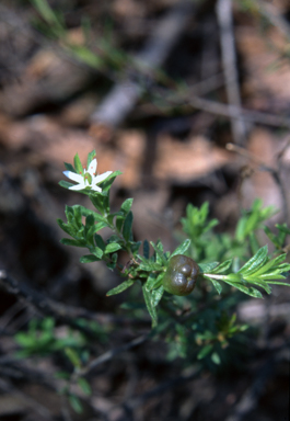 APII jpeg image of Rhytidosporum procumbens  © contact APII