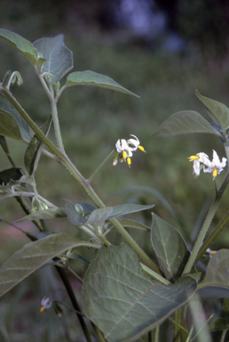 APII jpeg image of Solanum chenopodioides  © contact APII
