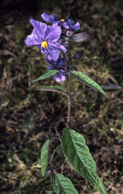 APII jpeg image of Solanum silvestre  © contact APII