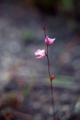APII jpeg image of Utricularia lateriflora  © contact APII