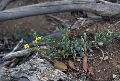 APII jpeg image of Roepera glauca  © contact APII