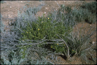 APII jpeg image of Roepera aurantiaca  © contact APII
