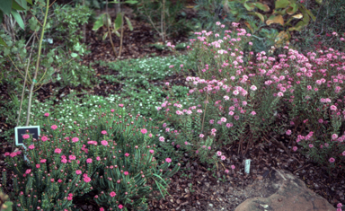 APII jpeg image of Pimelea linifolia,<br/>Pimelea ferruginea  © contact APII