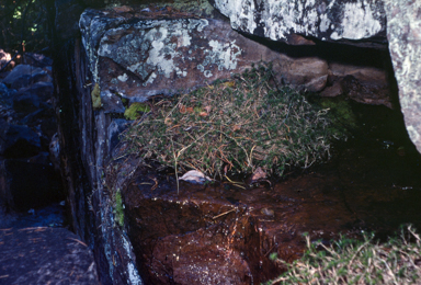 APII jpeg image of Micraira dunlopii  © contact APII