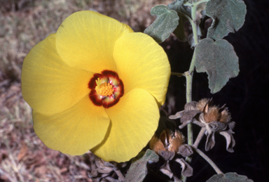 APII jpeg image of Hibiscus austrinus var. austrinus  © contact APII
