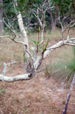 APII jpeg image of Dendrobium semifuscum  © contact APII