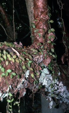 APII jpeg image of Dischidia ovata,<br/>Dillenia alata  © contact APII