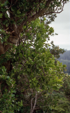 APII jpeg image of Coprosma pilosa  © contact APII