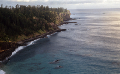 APII jpeg image of Araucaria heterophylla  © contact APII