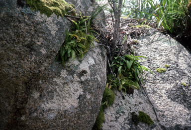 APII jpeg image of Thelychiton kingianus  © contact APII