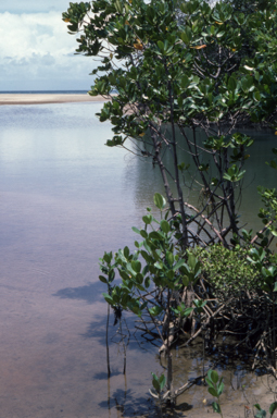 APII jpeg image of Mangroves  © contact APII