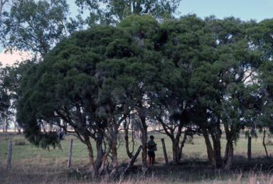 APII jpeg image of Melaleuca irbyana  © contact APII