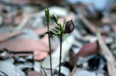 APII jpeg image of Cryptostylis erecta  © contact APII