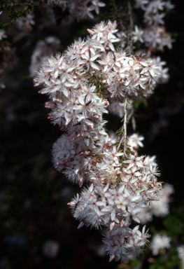 APII jpeg image of Calytrix tetragona  © contact APII