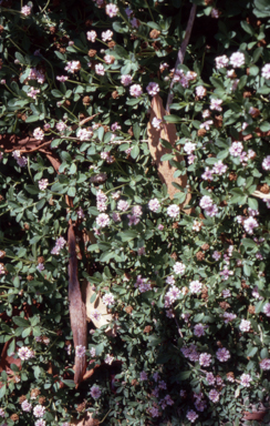 APII jpeg image of Phyla nodiflora  © contact APII