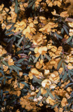 APII jpeg image of Pultenaea stipularis  © contact APII