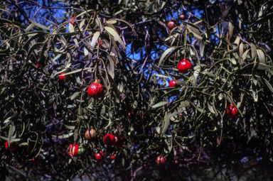 APII jpeg image of Santalum acuminatum  © contact APII