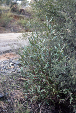 APII jpeg image of Grevillea wilkinsonii  © contact APII