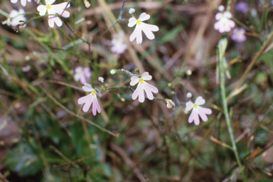 APII jpeg image of Stylidium divergens  © contact APII