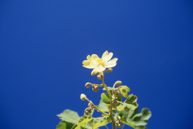 APII jpeg image of Cochlospermum fraseri  © contact APII